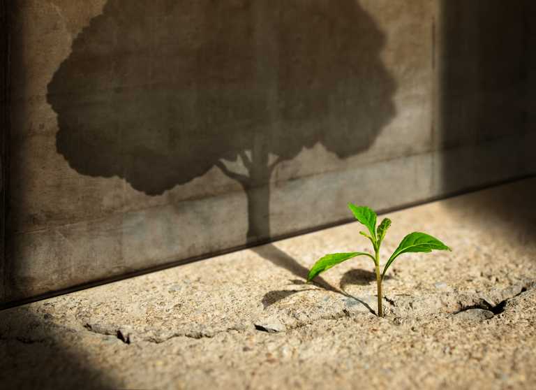 small seedling becomes a tree