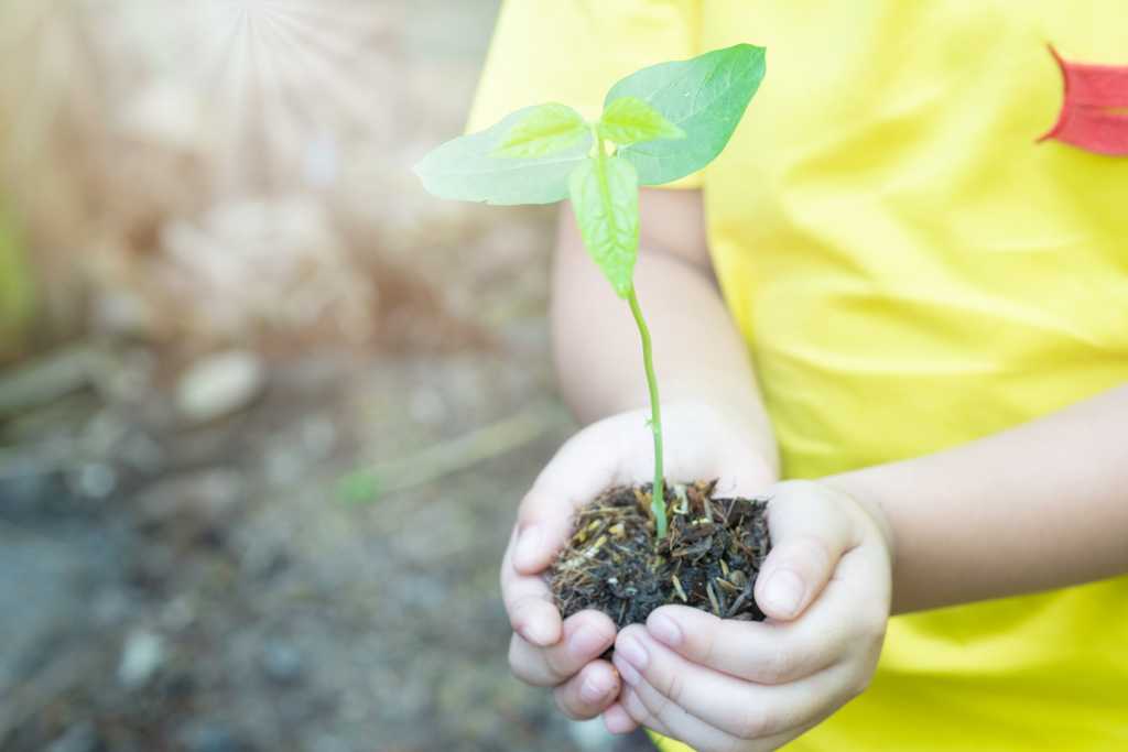 Child's arms and yellow shirt, with hands holding dirt with a stem and three green leaves growing out of it.